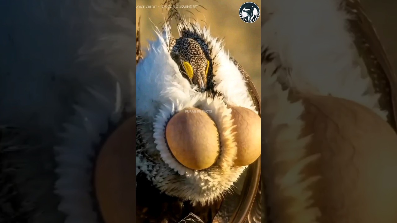 ये पक्षी आपको रातो - रात करोड़पति बना सकता है🤑 