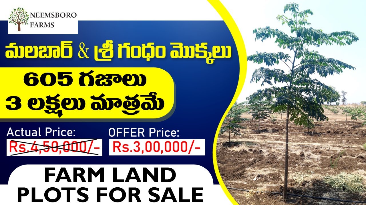 Sri Gandham Plants Malabar Plants Farm Land Plots for Sale Neemsboro Farms Plots Kaka