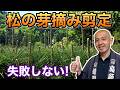 【すぐに使えるテクニック】松のみどり摘み剪定｜長い芽の切り方と小さな芽を残す基本