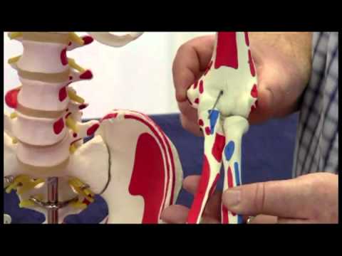 Elbow Funtcional Anatomy Overview