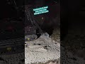 Self Loading Dumpers are the #future #backyard #work #easy #new #safe #savemoney #shorts #videos