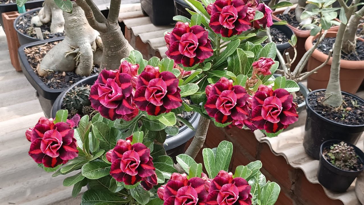 Rosa do Deserto Manh Biee, capixaba, Ghost, TS 69, Pathuma 🌺🥰🤗🤩💕