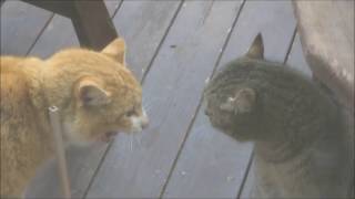 【大喧嘩】家の猫VS野良VS常連野良