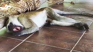 The Sound Of A Sleeping Monkey