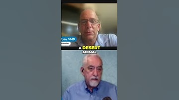 Dry Kibble: A Hidden Danger for Cats