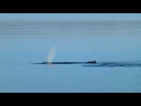Video: Atmet ein Wal unter Wasser?