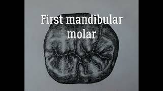 2. First mandibular molar: morphology by drawing