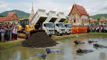 Excellent A New Project Complete Landfill Up Skill Bulldozer Push Soil & Dump Truck Unloading Soil