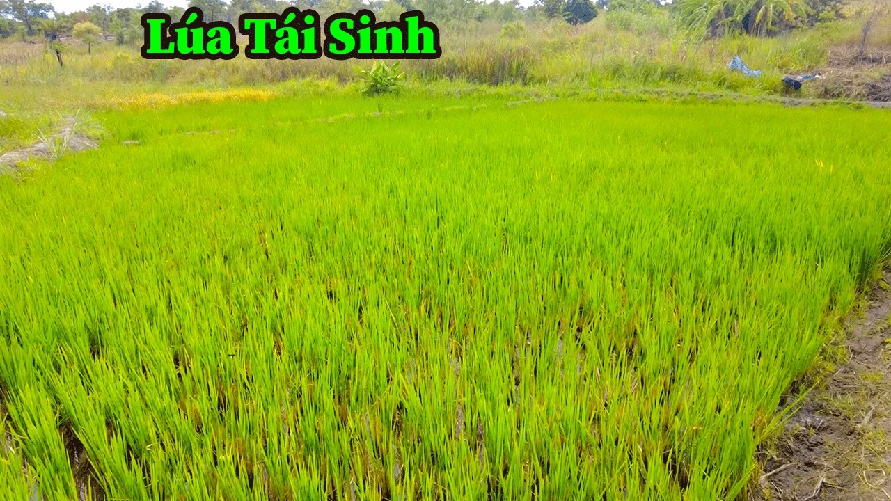 Quang Dũng || Thời Tiết Vô Cùng Cực Đoan Đã Khiến Mọi Người Đã Khổ Nay Còn Khổ Hơn