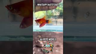 Blood Red Highfin Pintail Platty For Sale #highfinplatty #pintailplatty #mickymouseplatty #fishlover