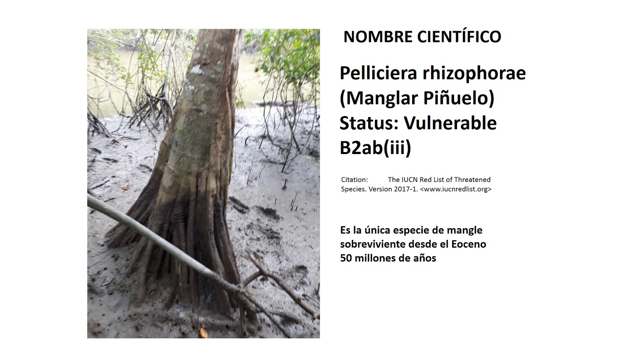 P  rhizophorae Luis Madrid Sacha 1   copia