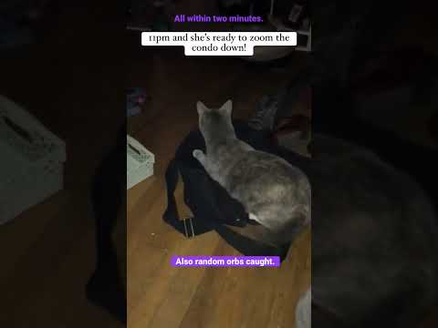 Zoomer Cat And