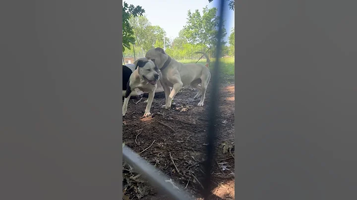 Goes down #bjbd #americanbulldog #tandem #bulldog #litter #hybrid #brotherjacksbulldogs #next #🔥