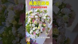 长寿花度夏#多肉植物 #园艺 #花花世界