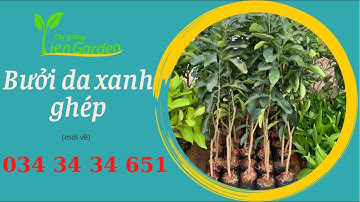 Cây giống Tiên Garden| Cây bưởi da xanh ghép| 0343434651