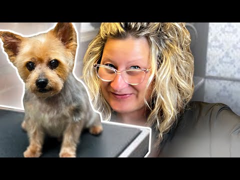 Video: 180+ søte Yorkie navn for din lille terrier