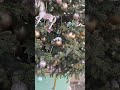 Ёщё стоят и радуют Новогодние Ёлочки в Столешниковом переулке#Столешников переулок #Ёлочка #Февраль