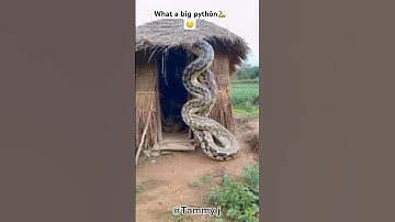 What a pythòn 🐍😯 #everyone #viralvideo #youtubeshorts #shorts #usa #goviral #goviralshorts #uk