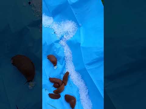 neuartiges effizientes Schneckenkorn