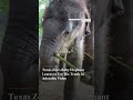 Texas Zoo’s Baby Elephant Learns to Use His Trunk in Adorable Video