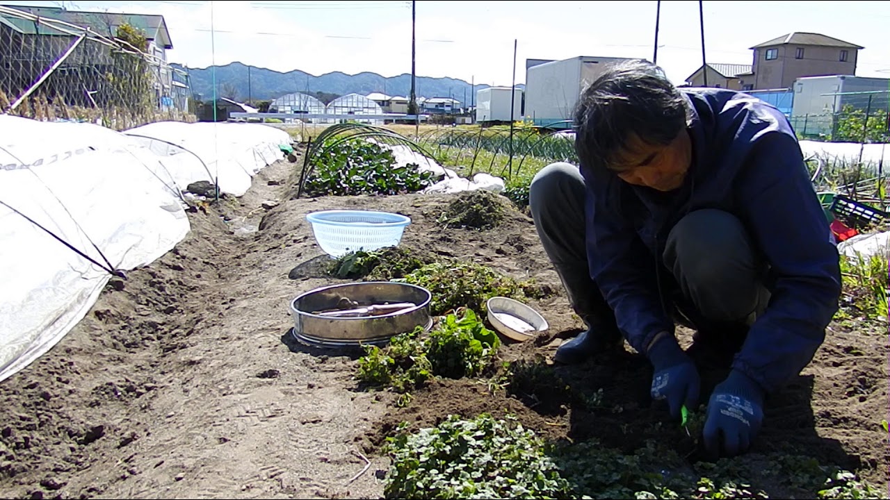 草取りフォーク使ってみました 雑草や線虫対策に行った太陽熱土壌処理の様子も Youtube 草取りフォーク使ってみました 雑草や線虫対策に行った太陽熱土壌処理の様子も Youtube