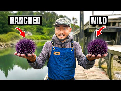 WILD vs. RANCHED Sea Urchin | Huge Difference I Didn’t Expect