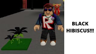 How to get black hibiscus in roblox islands by easy.gg