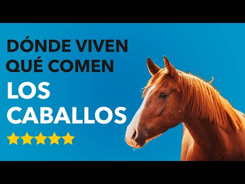 Dónde VIVEN LOS CABALLOS y QUÉ COMEN 🐴🤔 ¡Descúbrelo! hqdefault