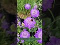 Stop Destroying These 5 Weeds  #natural #food  #love #skincare #nature #seamoss #energy #vegan