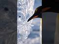 Dove of Peace🕊️❄️ #aiart #satisfyingvideo #viralshorts #viral#trending#antarctica#penguin #iceart