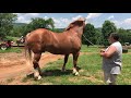 Beautiful 2,700+ Pound Pulling Draft Horse