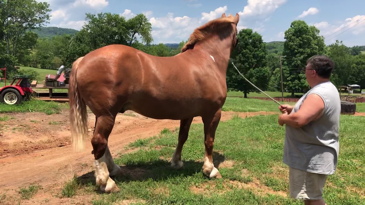 Beautiful 2,700+ Pound Pulling Draft Horse YouTube