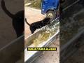 Anjing Saja Belajar Dari Kegagalannya! 👍🏻