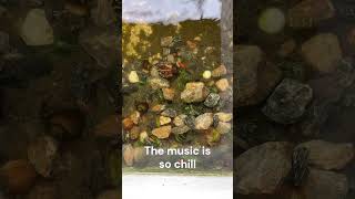 The CHAOS🤯🤯🤯 of the fish in my tank when i feed them. That's incredible! Timelapse of the fish.😱😱😱