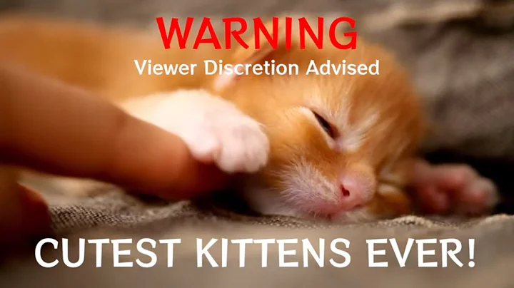 Watch the video about From Little Paws to Gentle Giants