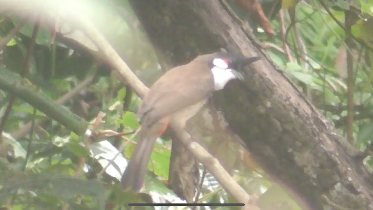 Siêu già mặt quỷ b069