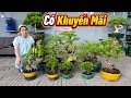 Thúy An giới thiệu Tùng Vạn Niên, Mai Gò Công, Linh Sam &amp; một số bonsai ăn trái 1/6