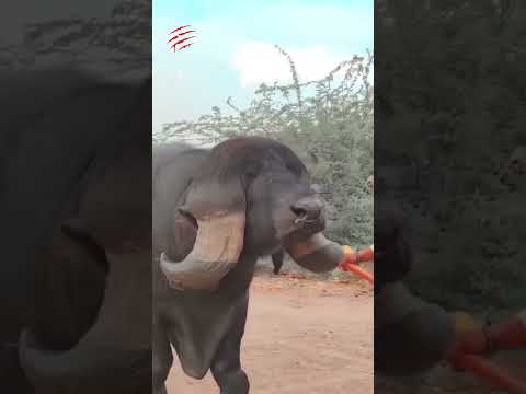 غول مهربان هندی شاهکار طبیعت در دنیای دامپروری حیات وحش