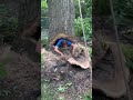 Man Climbs Inside of Tree! #FunnyVideos #Shorts