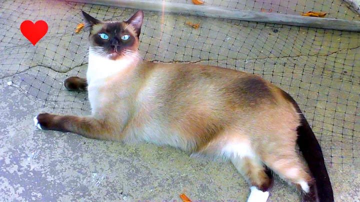 Video 10905491: siamese cat, siamese cat animal, cats talking cute, awesome cute cats, cute cat enjoying