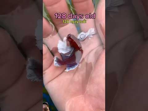Beautiful Dumbo Betta