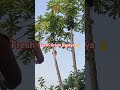 ##fresh green papaya picked ##yummy ##food ##healthy ##shortvideo ##vegetables ##shortvideo #shorts