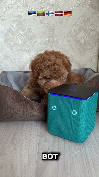 Купить умная колонка Алиса в Европе возможно 😉 пиши в INST @electronics ...