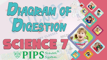 Grade 7 Science lecture no 3 diagram of Digestion system by PIPS School System Hafizabad
