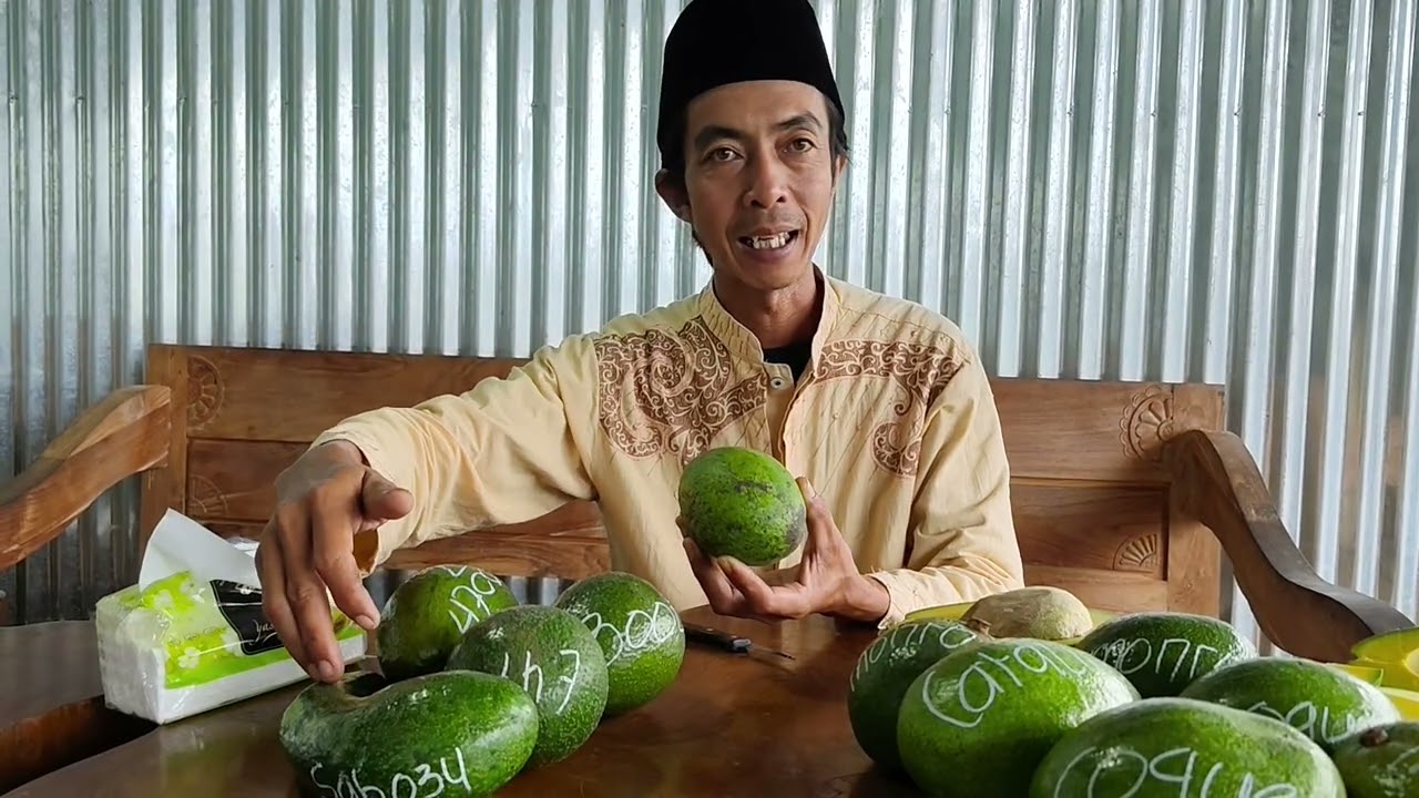 Review Alpukat Varietas Vietnam dan Miami👍