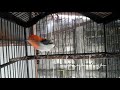 Suara Unik Burung Ini Bisa Untuk Ngisi Semua Jenis Burung Kicau Masteran Pleci Dan Murai Batu Mp3 - Mp4 Download