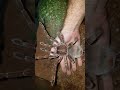 Burgundy Goliath Tarantula