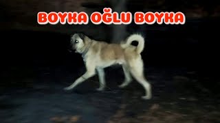 Çoban Köpekleri̇ Bi̇raz Tutmuşlar Jr Boyka Yayladan Geldi̇
