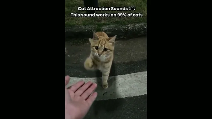 Video 11907381: persian cat, cats kittens meowing, cat sound