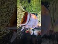 この透明度、レベルが違う🤯 Osmo Nanoで捉えたリアルな魚の世界🐟